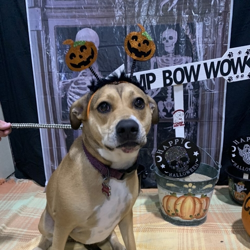 Howl A Ween