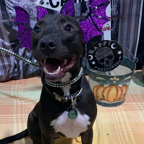 Howl A Ween