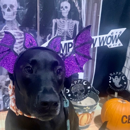 Howl A Ween