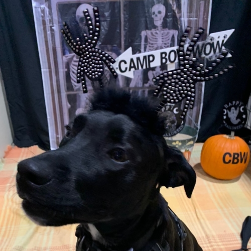 Howl A Ween