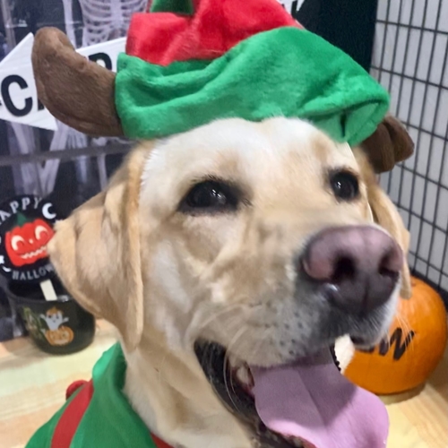 Howl A Ween