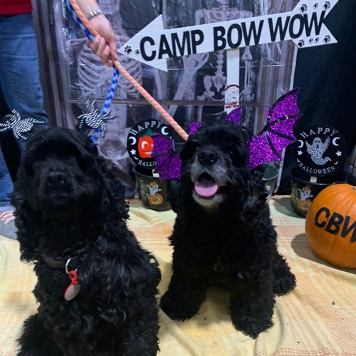 Howl A Ween