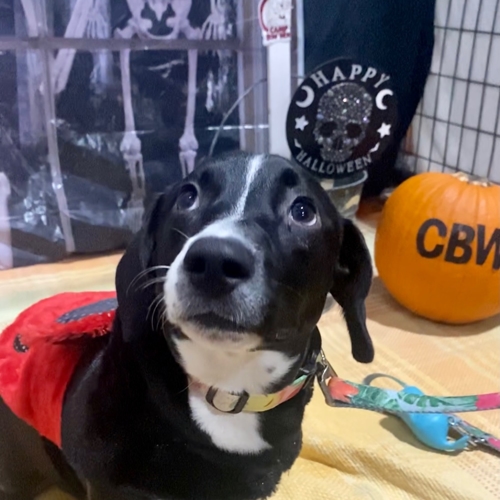 Howl A Ween