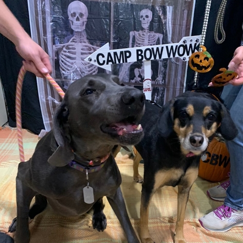 Howl A Ween