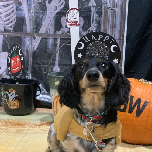 Howl A Ween