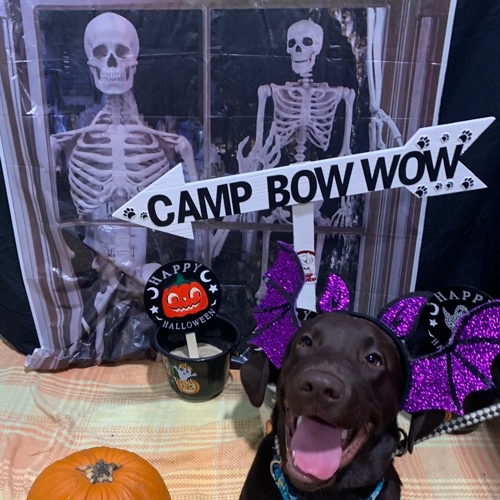 Howl A Ween