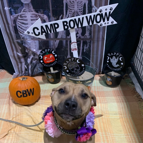Howl A Ween