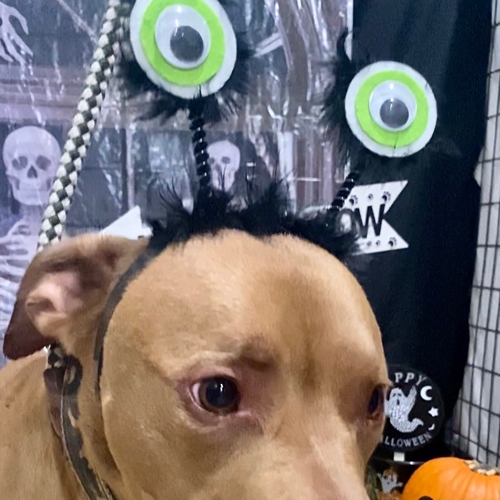 Howl A Ween
