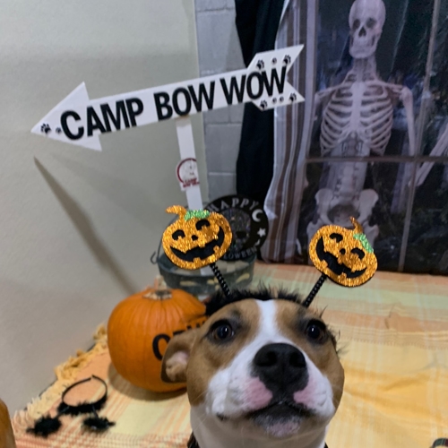 Howl A Ween