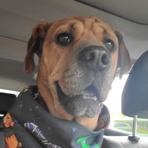 Howl A Ween