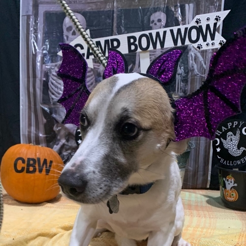 Howl A Ween