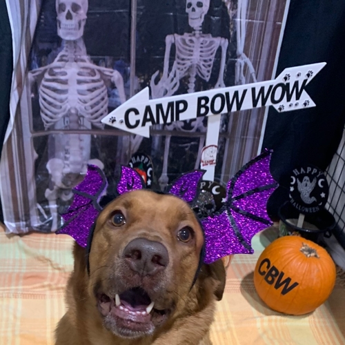 Howl A Ween