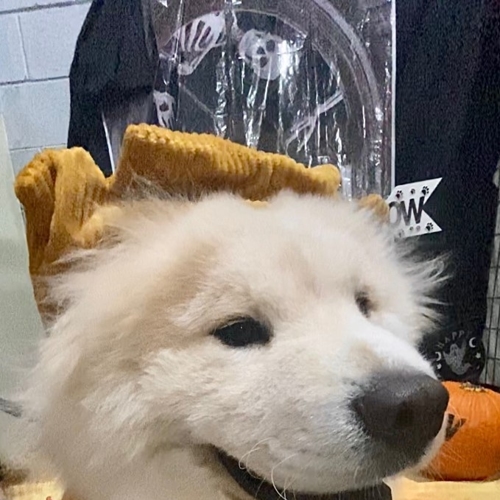 Howl A Ween