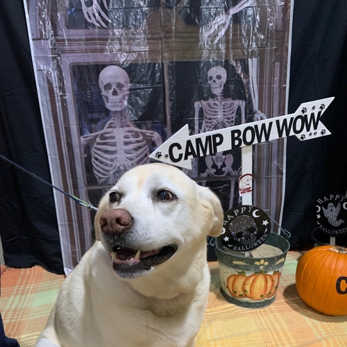Howl A Ween