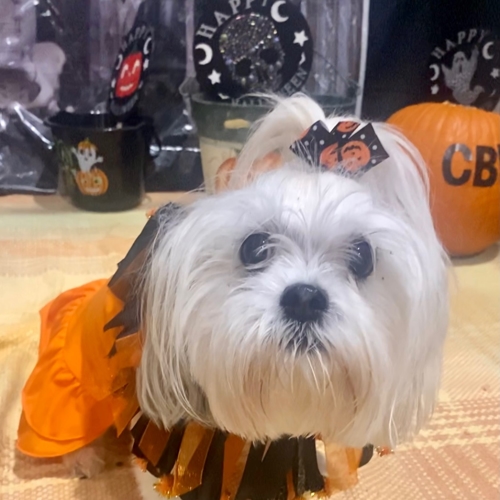 Howl A Ween