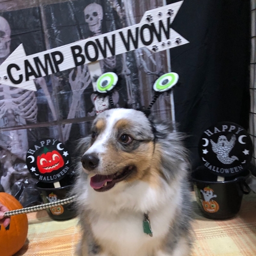 Howl A Ween