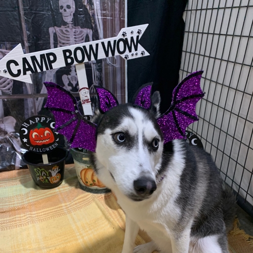 Howl A Ween