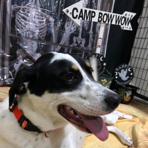 Howl A Ween
