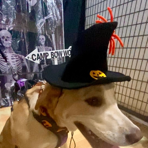 Howl A Ween