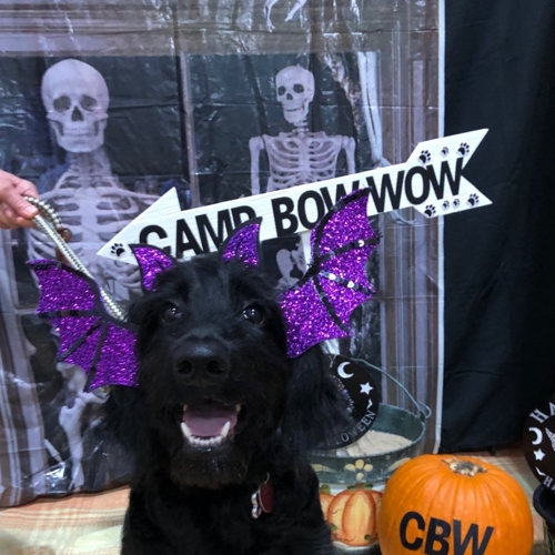 Howl A Ween