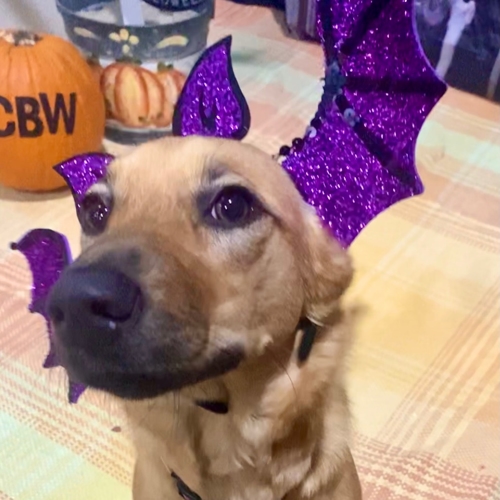 Howl A Ween