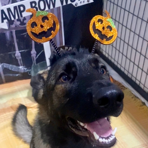 Howl A Ween