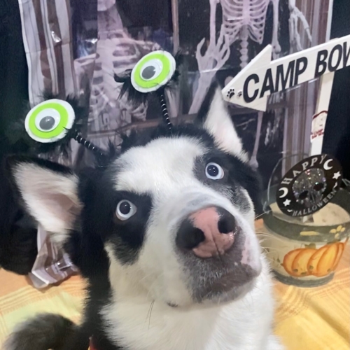 Howl A Ween