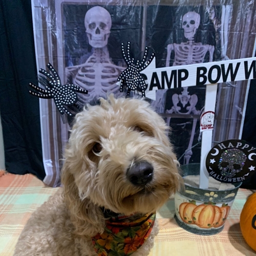Howl A Ween