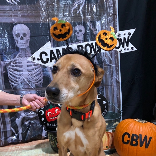Howl A Ween