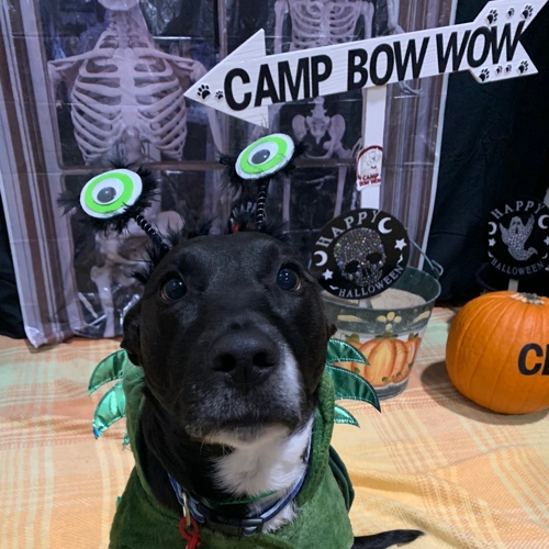Howl A Ween