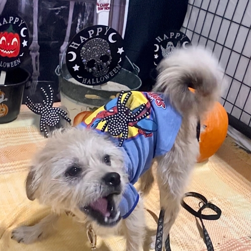 Howl A Ween