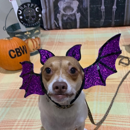 Howl A Ween