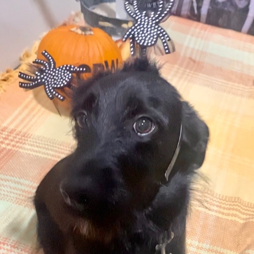 Howl A Ween