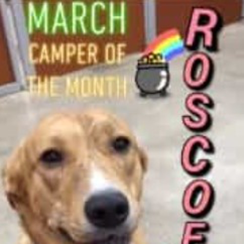 Camper of the Month