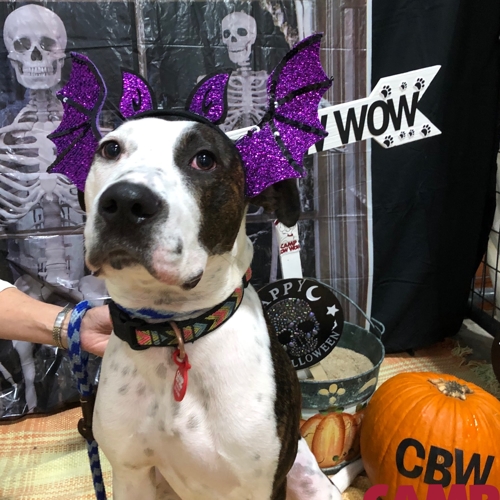 Howl A Ween