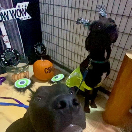 Howl A Ween
