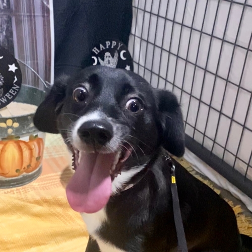 Howl A Ween