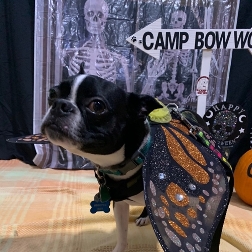 Howl A Ween