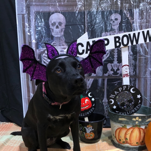 Howl A Ween