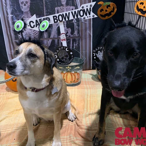 Howl A Ween