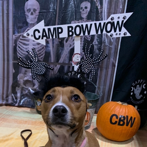 Howl A Ween