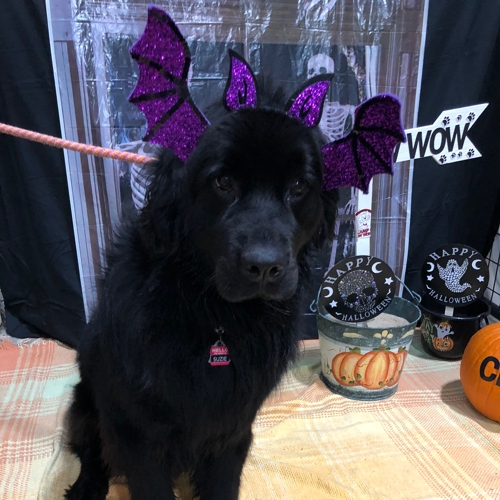 Howl A Ween