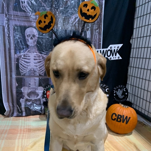 Howl A Ween