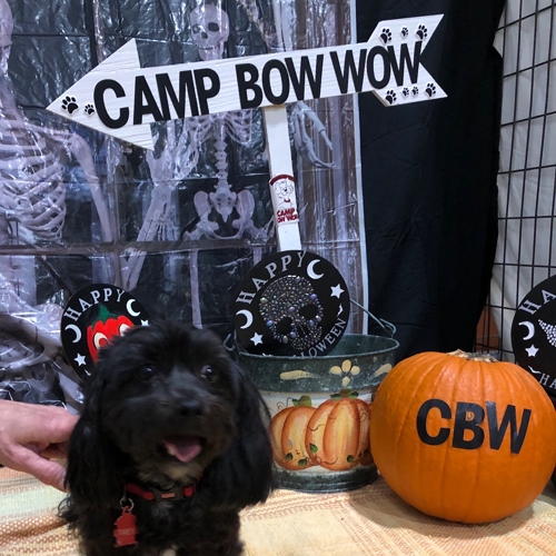 Howl A Ween