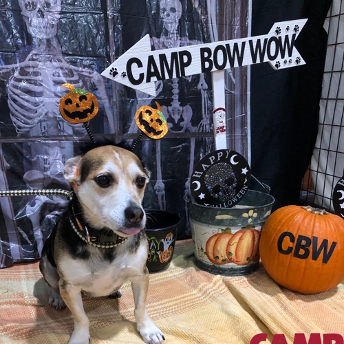 Howl A Ween