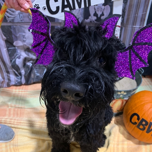 Howl A Ween