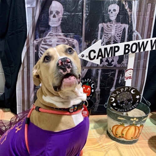 Howl A Ween