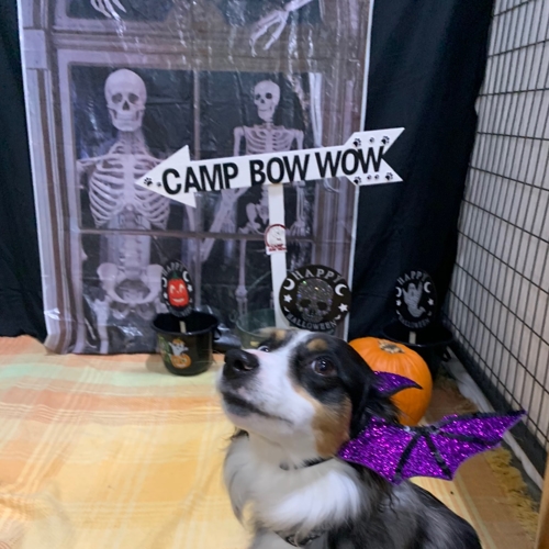 Howl A Ween