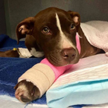 dog with broken arm