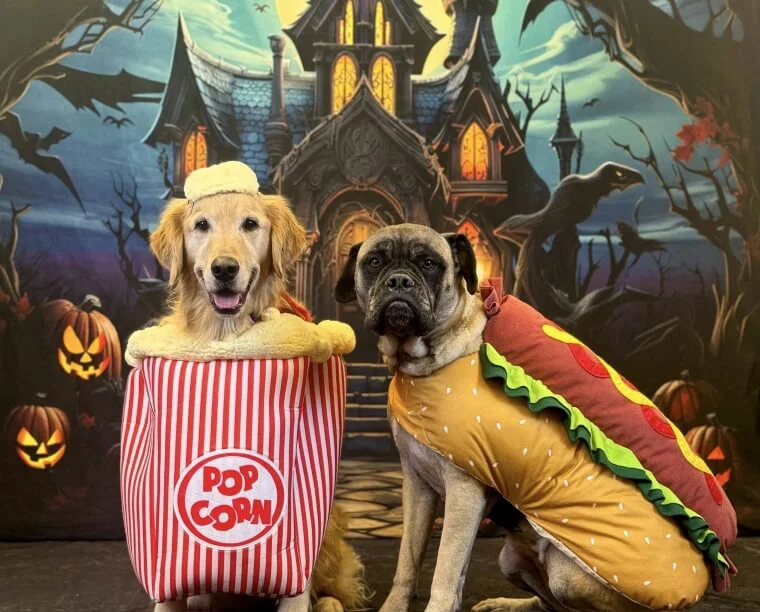 Halloween is right around the corner! It is one of the most exciting times of the year to celebrate holiday spirit, dress up, and enjoy fun activities with your entire family—including the four-legged members